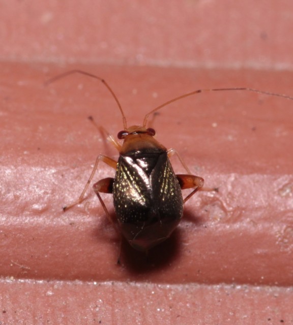 Halticus luteicollis - sárganyakú ugrópoloska