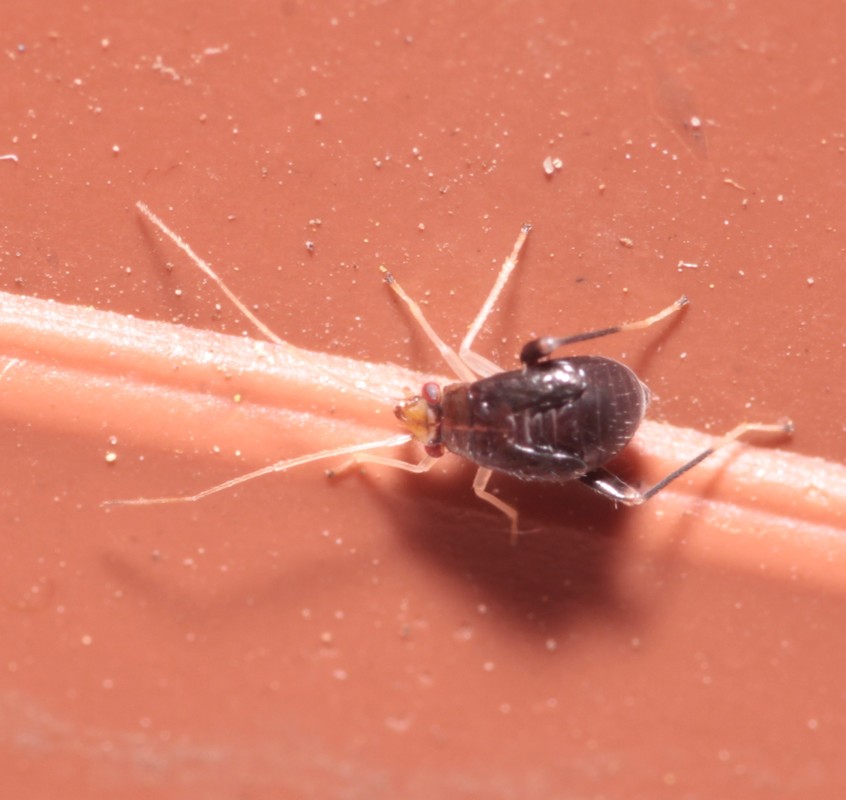 Halticus luteicollis - sárganyakú ugrópoloska