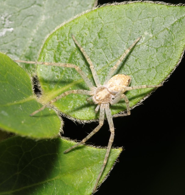 Philodromus