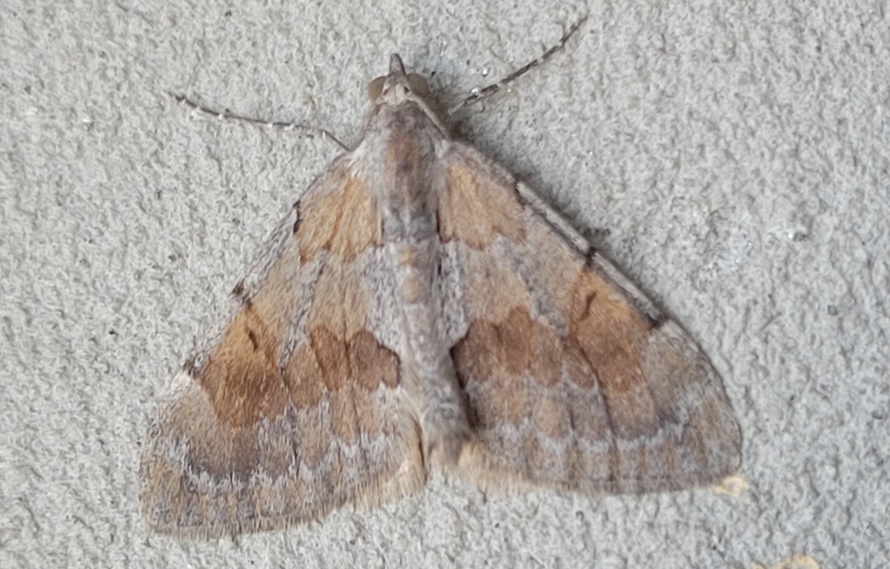 Pennithera firmata - sárgásvörös fenyőaraszoló