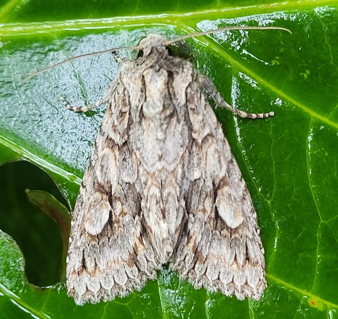 Meganephria bimaculosa - kétfoltos szilbagoly