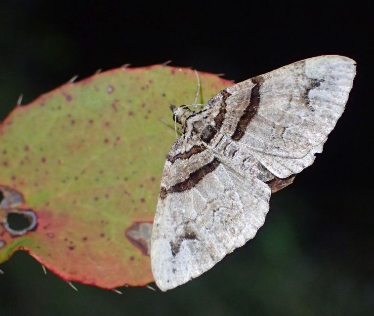 Pareulype berberata - sóskafa-tarkaaraszoló