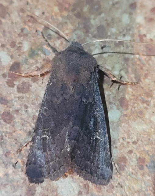 Aporophyla lutulenta - sziki őszibagoly