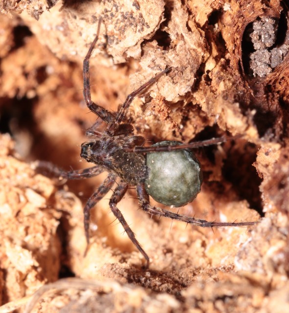Pardosa