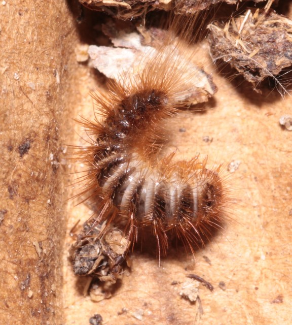 Dermestes