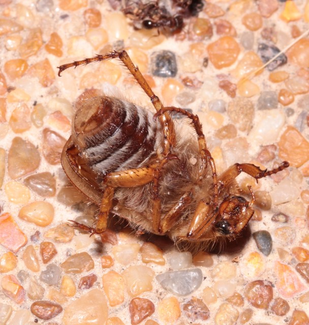 Amphimallon solstitiale - bordás sárgacserebogár