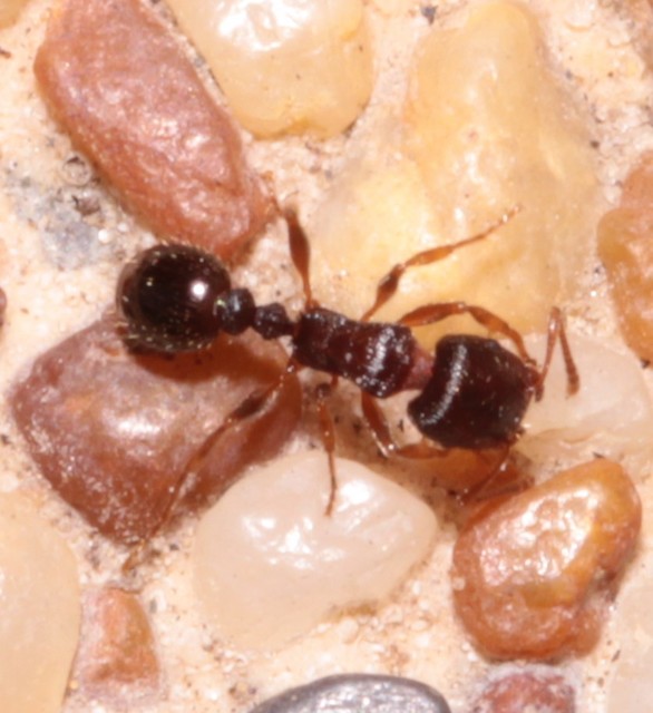 Tetramorium