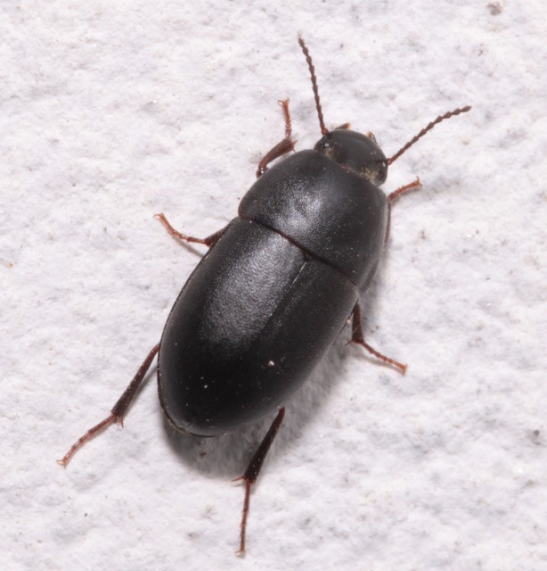 Crypticus quisquilius - fürge gyászbogár
