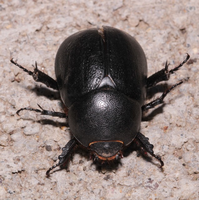 Pentodon idiota - butabogár