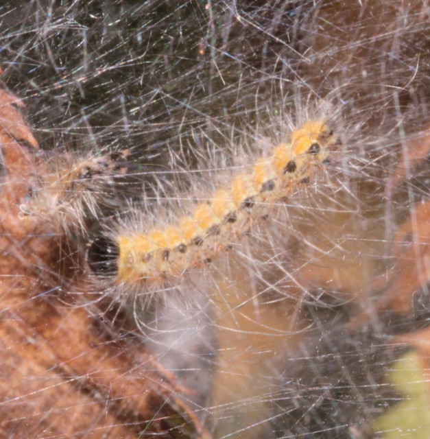 Hyphantria cunea - amerikai fehér medvelepke