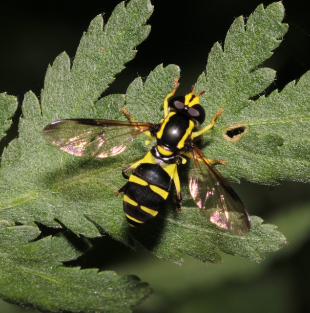 Xanthogramma dives - foltosszárnyú oldalsávoslégy