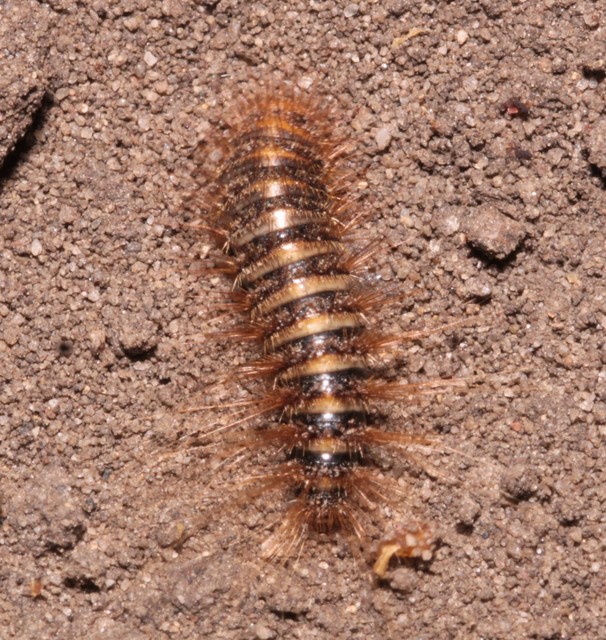 Dermestes