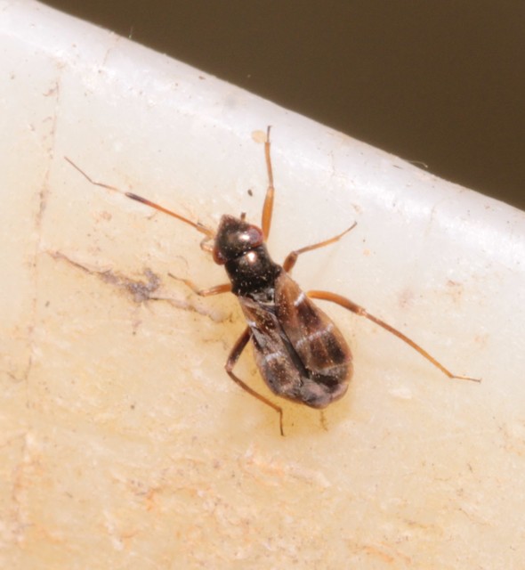 Pilophorus Pilophorus