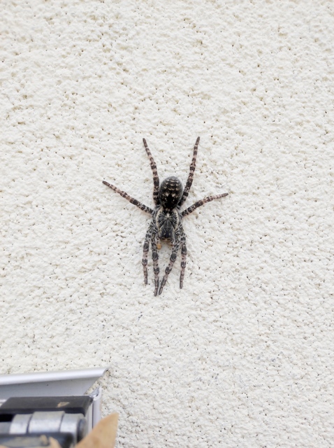 Lycosa singoriensis - szongáriai cselőpók