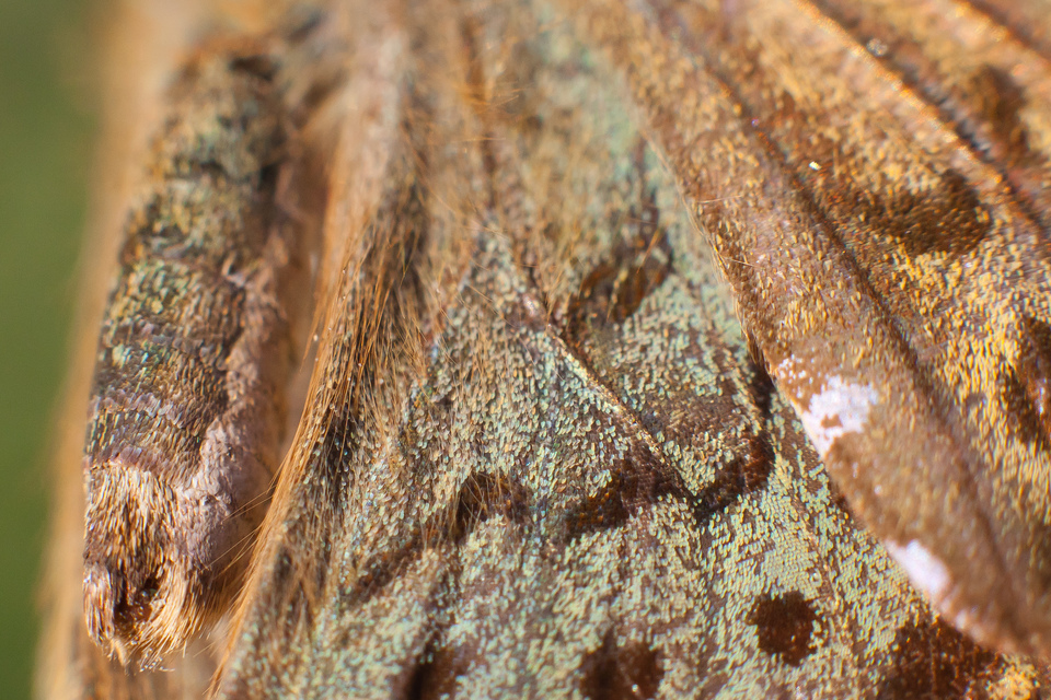 Argynnis pandora - zöldes gyöngyházlepke