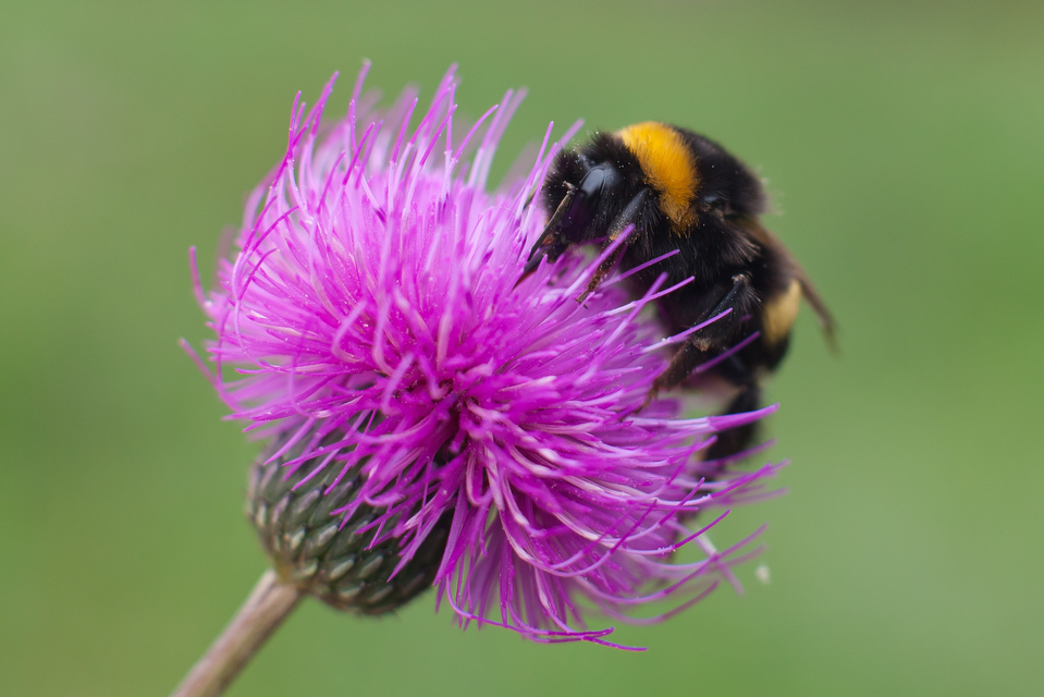 Bombus terrestris/lucorum