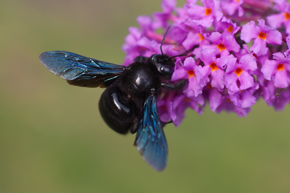 Xylocopa