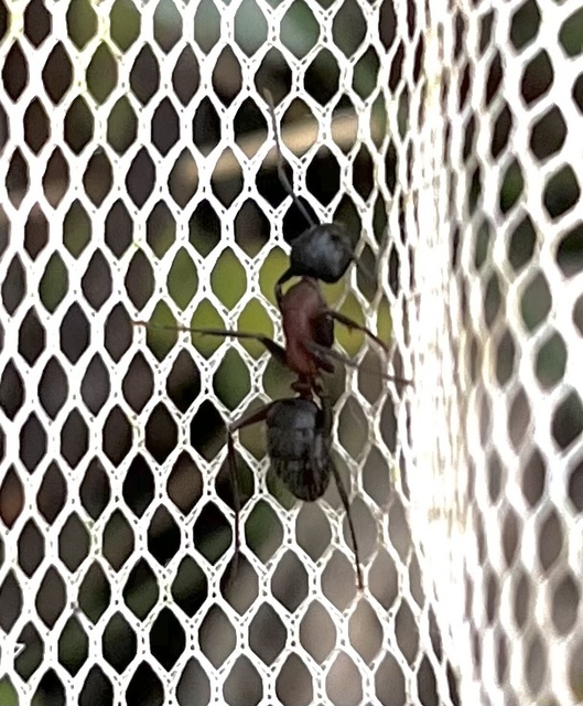 Camponotus ligniperda - faodvasító lóhangya