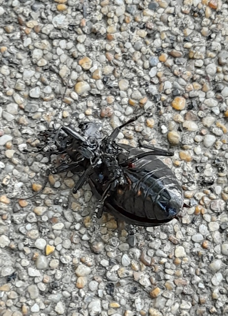 Carabus coriaceus rugifer - ráncos bőrfutrinka Carabus coriaceus rugifer - ráncos bőrfutrinka