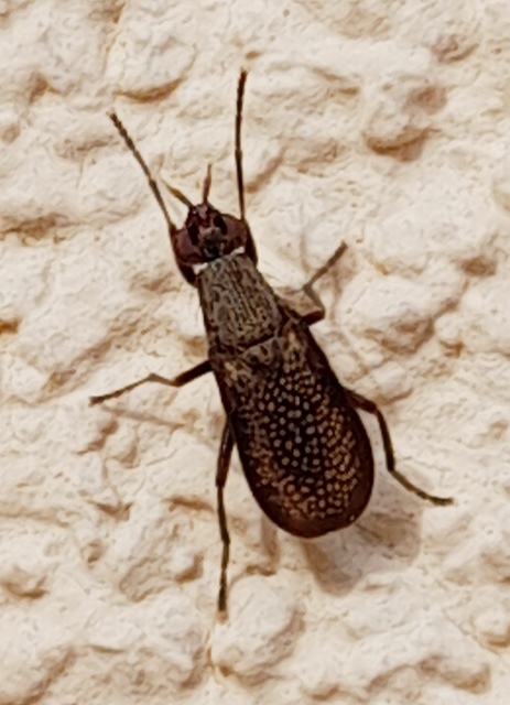 Coremacera marginata