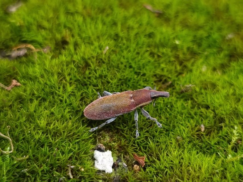 Lixus vilis - gémorr-dudvabarkó