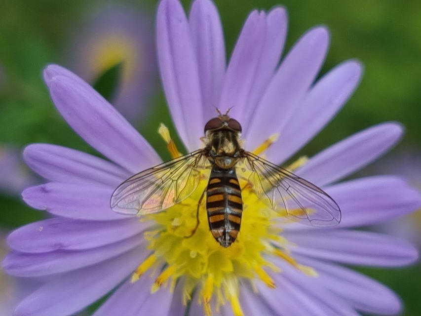 Episyrphus balteatus - ékfoltos zengőlégy