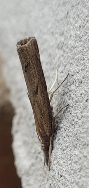 Pediasia contaminella - mocskos fűgyökérmoly