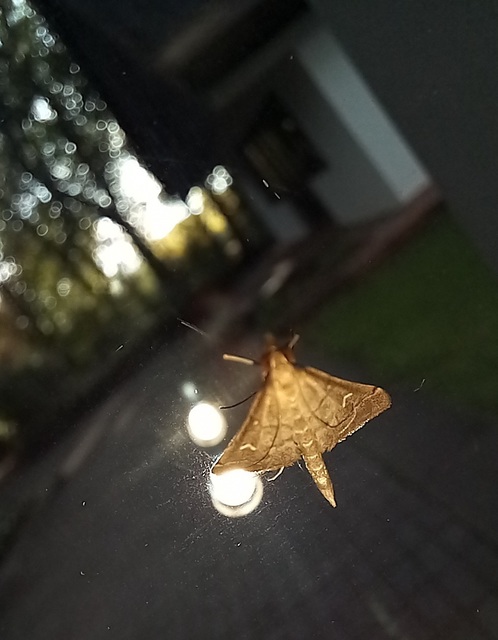 Dolicharthria punctalis - hosszúlábú tűzmoly