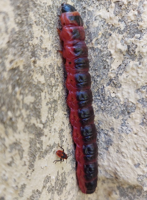 Cossus cossus - fűzfarontólepke