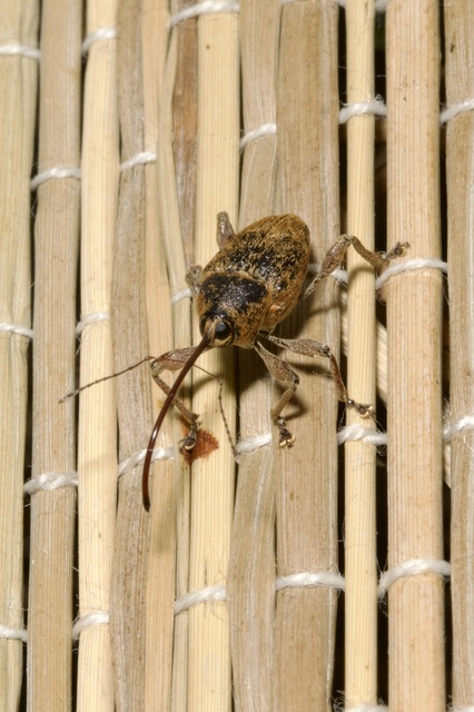 Curculio glandium - tölgymakkzsuzsóka