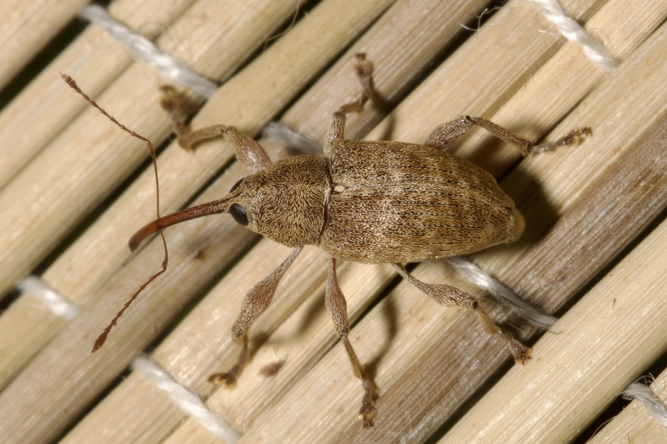 Curculio elephas - gesztenyezsuzsóka