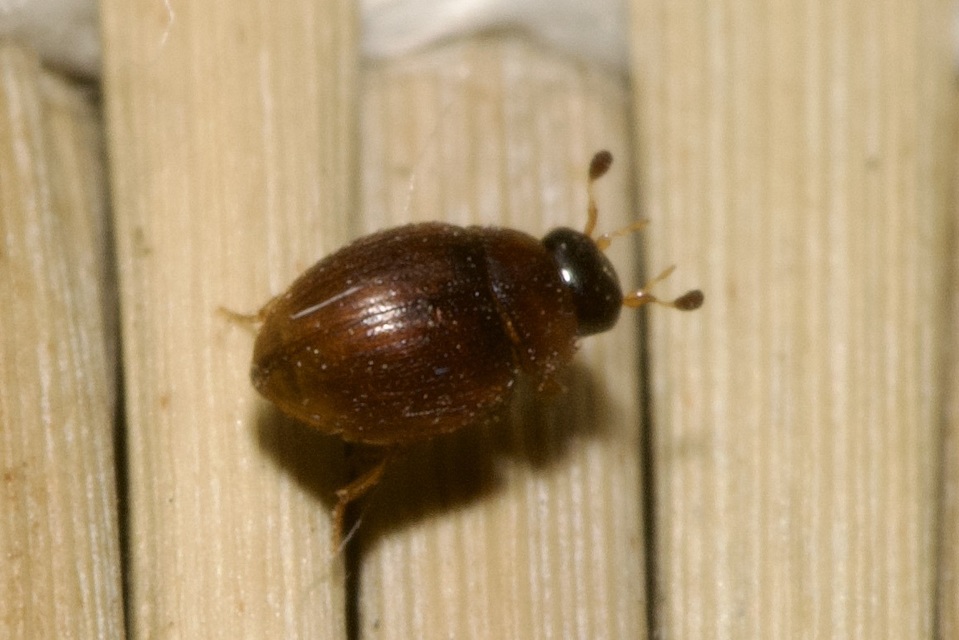 Cercyon Cercyon