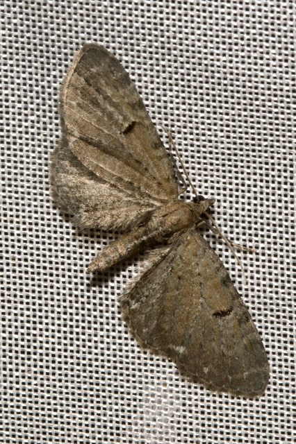 Eupithecia absinthiata - üröm-törpearaszoló