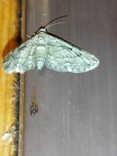 Eupithecia ericeata - feketefenyő-törpearaszoló