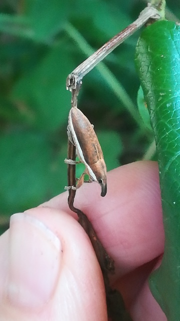 Lixus ochraceus - retek-dudvabarkó