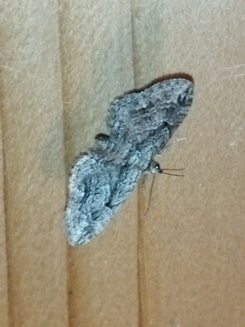 Eupithecia ericeata - feketefenyő-törpearaszoló