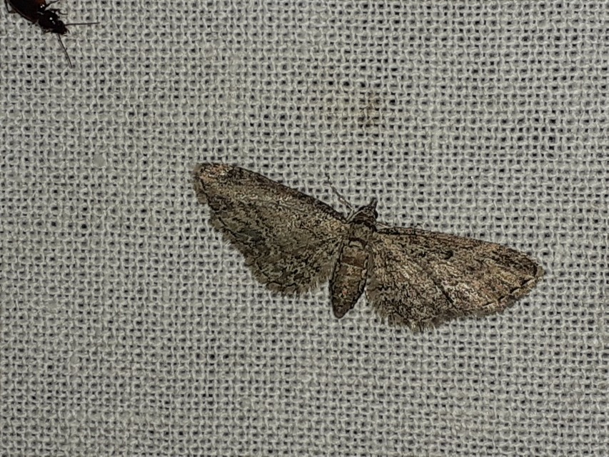 Eupithecia inturbata - juhar-törpearaszoló