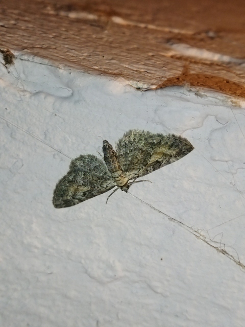 Eupithecia icterata - rozsdafoltos törpearaszoló