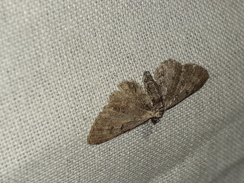 Eupithecia icterata - rozsdafoltos törpearaszoló