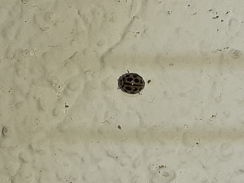 Tytthaspis sedecimpunctata - tizenhatpettyes katica