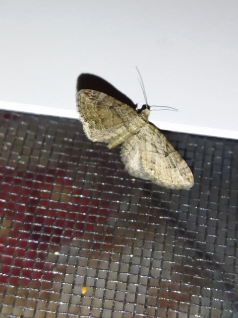 Eupithecia ericeata - feketefenyő-törpearaszoló