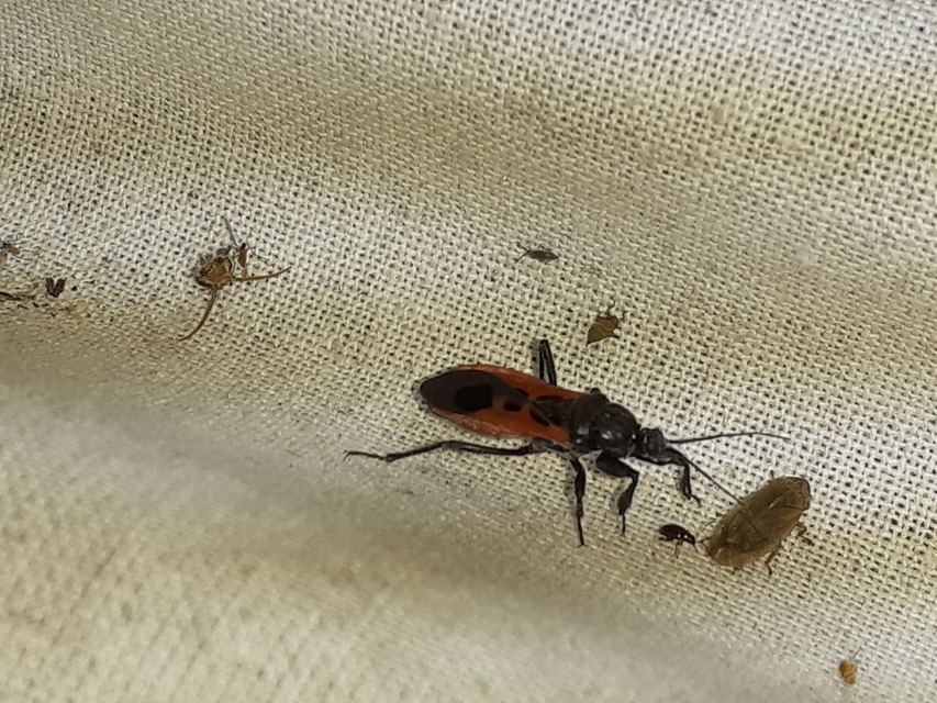 Peirates hybridus - foltos rablópoloska