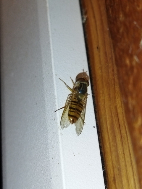 Episyrphus balteatus - ékfoltos zengőlégy