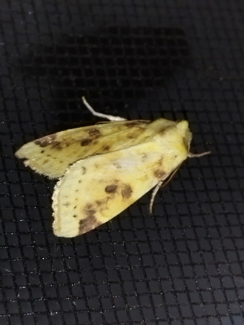 Cirrhia icteritia - nyárfa-sárgabagoly