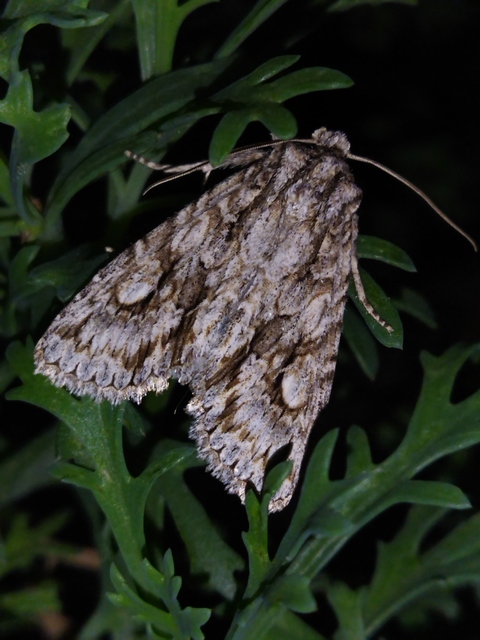 Meganephria bimaculosa - kétfoltos szilbagoly