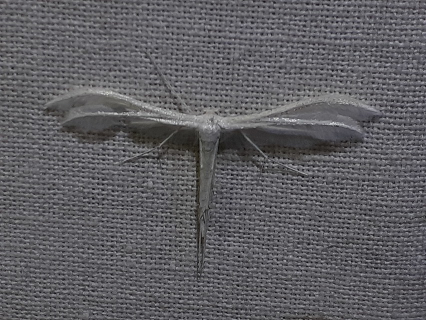 Pterophorus pentadactyla - fehér tollasmoly