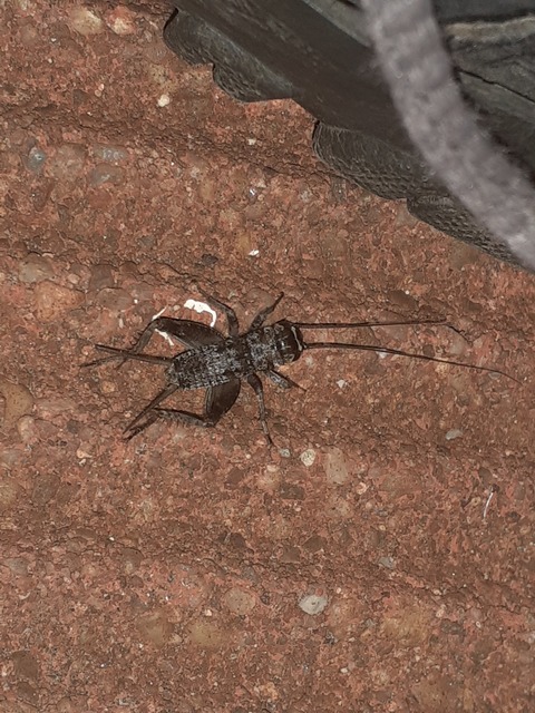 Eumodicogryllus bordigalensis - bordói tücsök