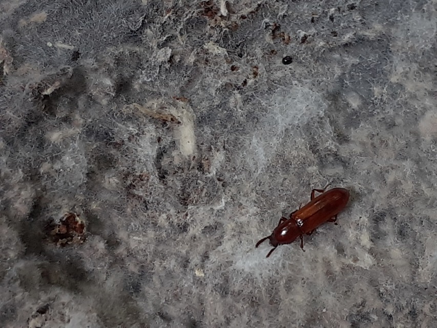 Corticeus unicolor - egyszínű kéregbújó