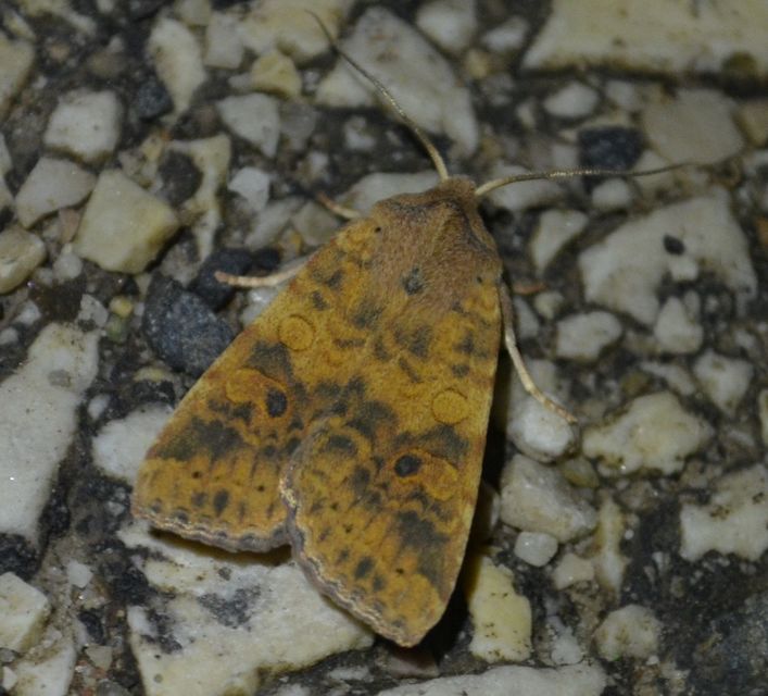 Cirrhia gilvago - foltos sárgabagoly