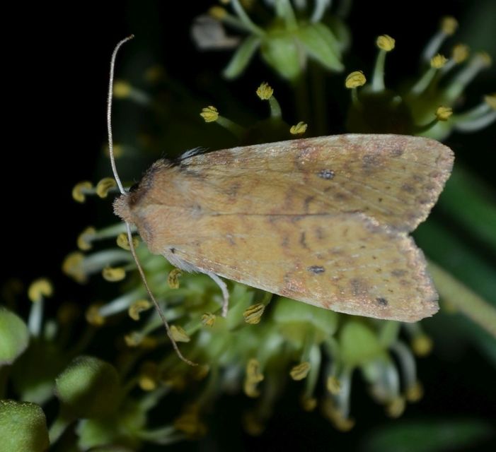 Cirrhia gilvago - foltos sárgabagoly